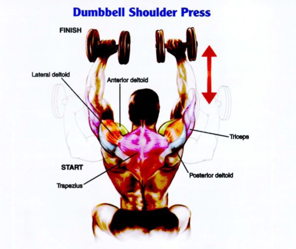 Dumbbell Shoulder Press untuk membentuk otot bahu