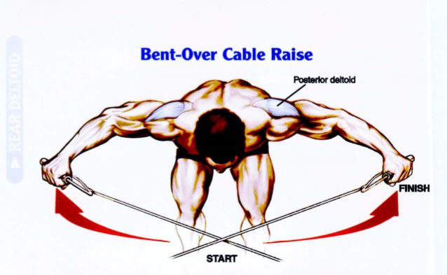 Latihan Otot Bahu Bent-Over Cable Raise 1