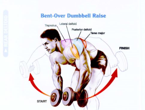 Latihan Otot Bahu Bent-Over Dumbbell Raise 1