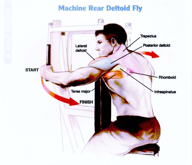 Latihan Otot Bahu Machine Rear Del Fly 1