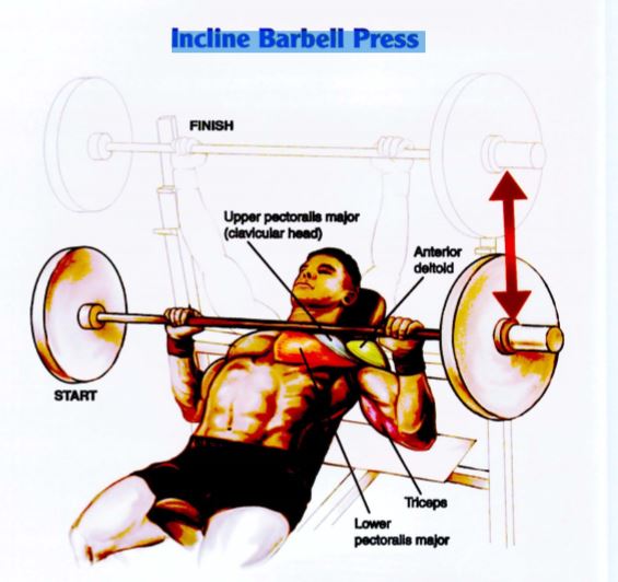 Latihan Otot Dada Incline Barbell Press 1