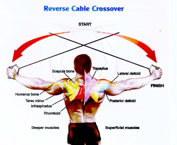 Latihan otot Bahu Reverse Cable Crossover 1