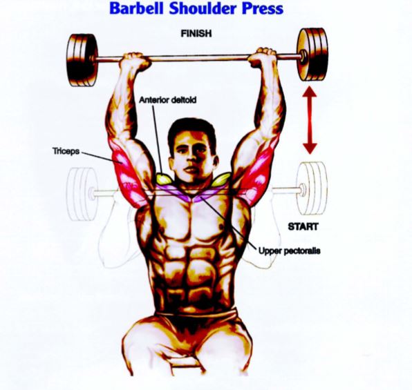 Membentuk Otot Bahu Dengan Latihan Barbell Shoulder Press