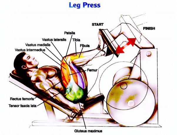 Latihan Otot Kaki Leg Press