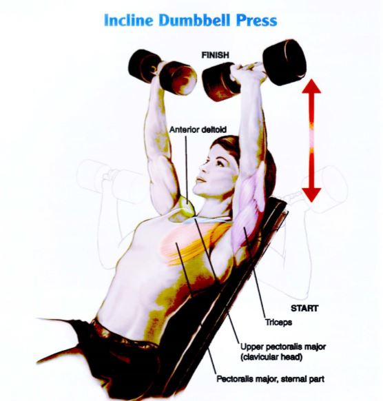 Latihan otot Dada Incline Dumbbell Press 1