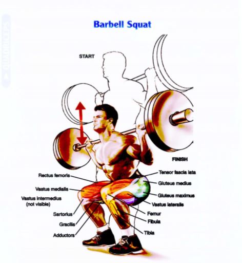 Barbell Squat untuk membentuk otot kaki