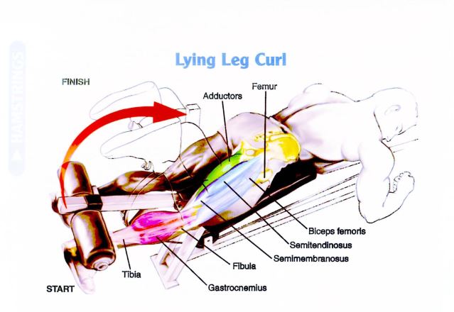 Lying Leg Curl untuk membentuk otot kaki